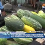 Petani Bawang Merah Raup Untung Di Saat Menanam Timun Suri