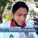 Ratusan Hektar Tambak Tercemar Limbah Minyak