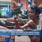Populasi Ayam Hutan Harus Dijaga
