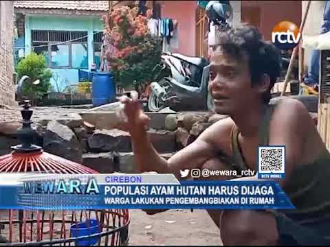 Populasi Ayam Hutan Harus Dijaga Populasi Ayam Hutan Harus Dijaga