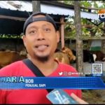 Permintaan Sapi untuk Qurban Mulai Meningkat