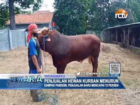 Penjualan Hewan Kurban Menurun