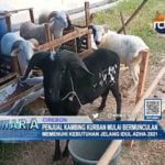 Penjual Kambing Kurban Mulai Bermunculan