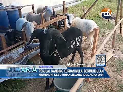 Penjual Kambing Kurban Mulai Bermunculan