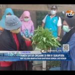 Panen Sayur Organik di RW 01 Sukapura