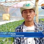 Penjualan Sayuran Hidroponik Mulai Pulih