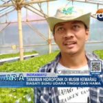 Tanaman Hidroponik di Musim Kemarau