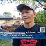 Permintaan Bibit Mangrove Merosot