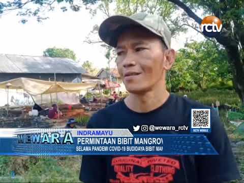 Permintaan Bibit Mangrove Merosot