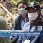 1000 Pohon Trembesi akan Lindungi Kota Cirebon