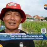 Bantuan Benih Jagung Terancam Gagal Panen