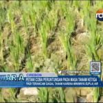 Petani Coba Peruntungan Pada Masa Tanam Ketiga