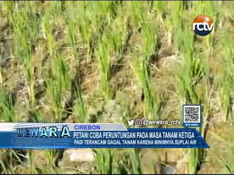 Petani Coba Peruntungan Pada Masa Tanam Ketiga