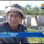 Lahan Pertanian di Pangenan Kurang Produktif