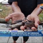 Ratusan Burung Pipit Mati Mendadak