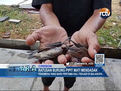 Ratusan Burung Pipit Mati Mendadak
