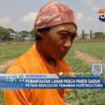 Pemanfaatan Lahan Pasca Panen Gaduh