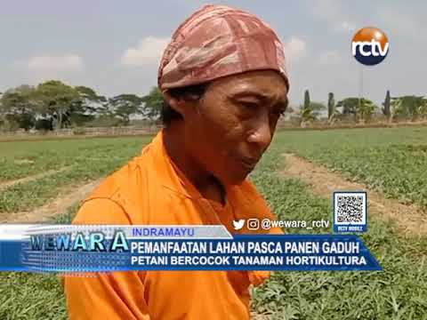Pemanfaatan Lahan Pasca Panen Gaduh