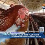 Harga Telur Ayam Fluktuatif