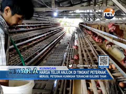 Harga Telur Anjlok di Tingkat Peternak