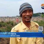 Harga Cabai di Indramayu Anjlok