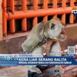Kera Liar Serang Balita