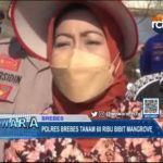 Polres Brebes Tanam 60 Ribu Batang Bibit Mangrove