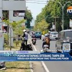 Pohon Ketapang Ditebang Tanpa Izin