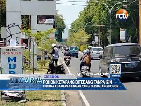 Pohon Ketapang Ditebang Tanpa Izin