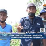 Penanaman 2 Ribu Bibit Mangrove