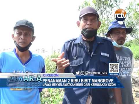 Penanaman 2 Ribu Bibit Mangrove