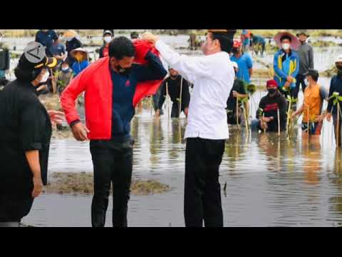 Tiba Di Tana Tidung, Jokowi Disambut Adat Tepung Tawar