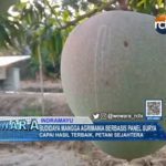 Budidaya Mangga Agrimania Berbasis Panel Surya