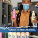 Permintaan Susu Kambing Etawa Meningkat