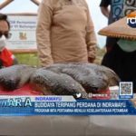 Budidaya Teripang Perdana di Indramayu