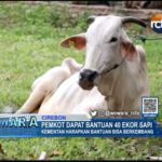 Pemkot Dapat Bantuan 40 Ekor Sapi