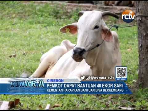 Pemkot Dapat Bantuan 40 Ekor Sapi