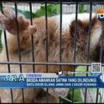 BKSDA Amankan Satwa yang Dilindungi