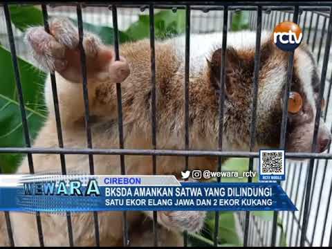 BKSDA Amankan Satwa yang Dilindungi