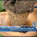 Bunga Bangkai Mekar di Tabalong