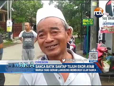 Sanca Batik Santap Tujuh Ekor Ayam