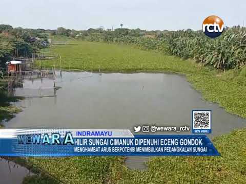 Hilir Sungai Cimanuk Dipenuhi Eceng Gondok