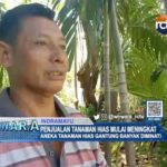 Penjualan Tanaman Hias Mulai Meningkat