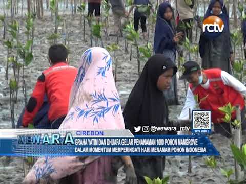 Graha Yatim dan Dhuafa Gelar Penanaman 1000 Pohon Mangrove