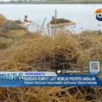 Budidaya Rumput Laut Memiliki Prospek Andalan