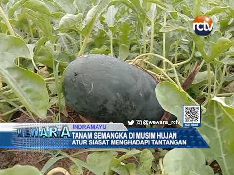 Tanam Semangka di Musim Hujan