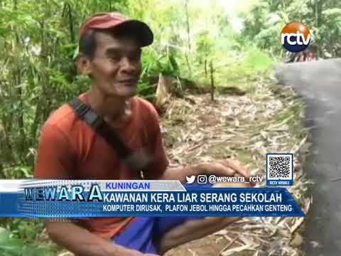 Kawanan Kera Liar Serang Sekolah