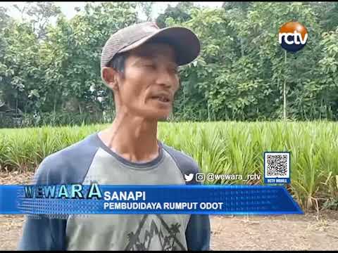 Warga Desa Cangkingan Sukses Budidaya Rumput Odot