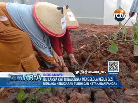 Ibu Lansia KWT di Balongan Mengelola Kebun Gizi