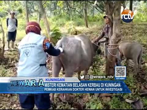 Misteri Kematian Belasan Kerbau di Kuningan